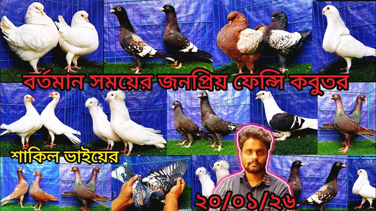 শাকিল ভাইয়ের বর্তমান সময়ের জনপ্রিয় ফেন্সি কবুতর কিনুন | pigeon video | কবুুতর | fancy pigeon |