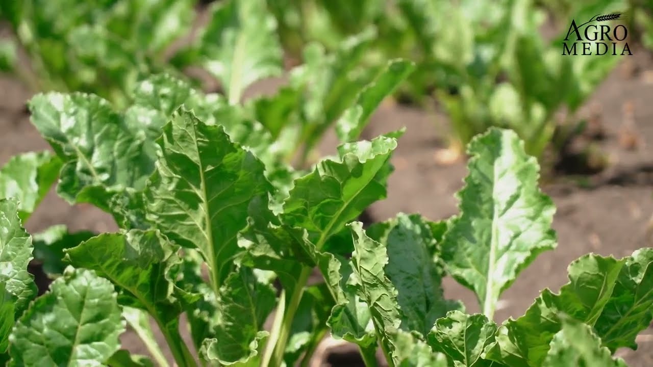 TEHNOLOGIA DE PROTECȚIE A SFECLEI DE ZAHĂR. Sfaturi utile, preparate recomandate