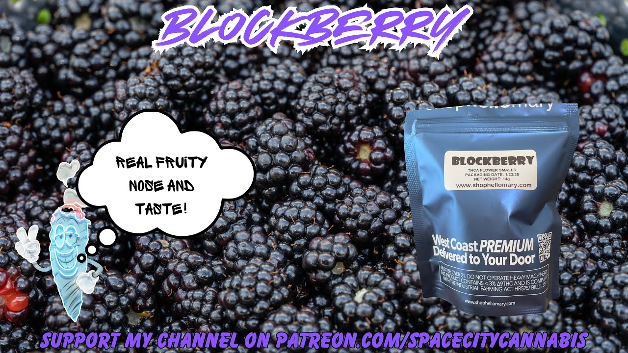 SHOPHELLOMARY THCA STRAIN REVIEW: Blockberry (🍇💨😶&zwj;🌫️) Strong Fruity Flavor