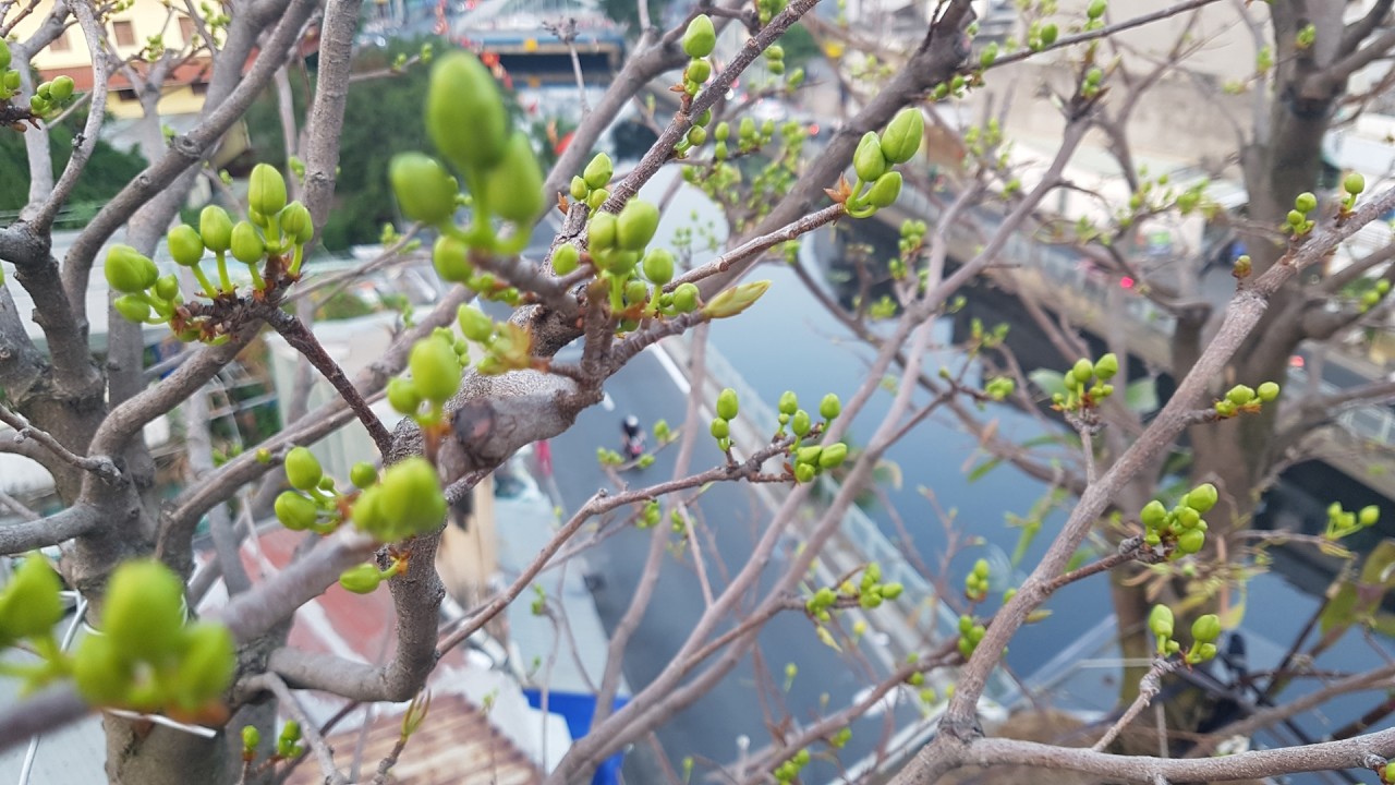The flower buds of Ochna Intergerrima are developing vigorously. Nụ hoa Mai phát triển đều(ÂL 22/12)