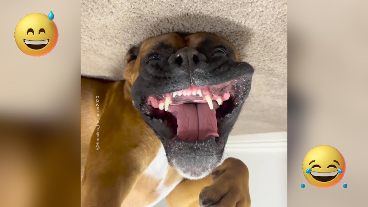 Top Funny Videos 😂 TENTE N&Atilde;O RIR 😅 #14