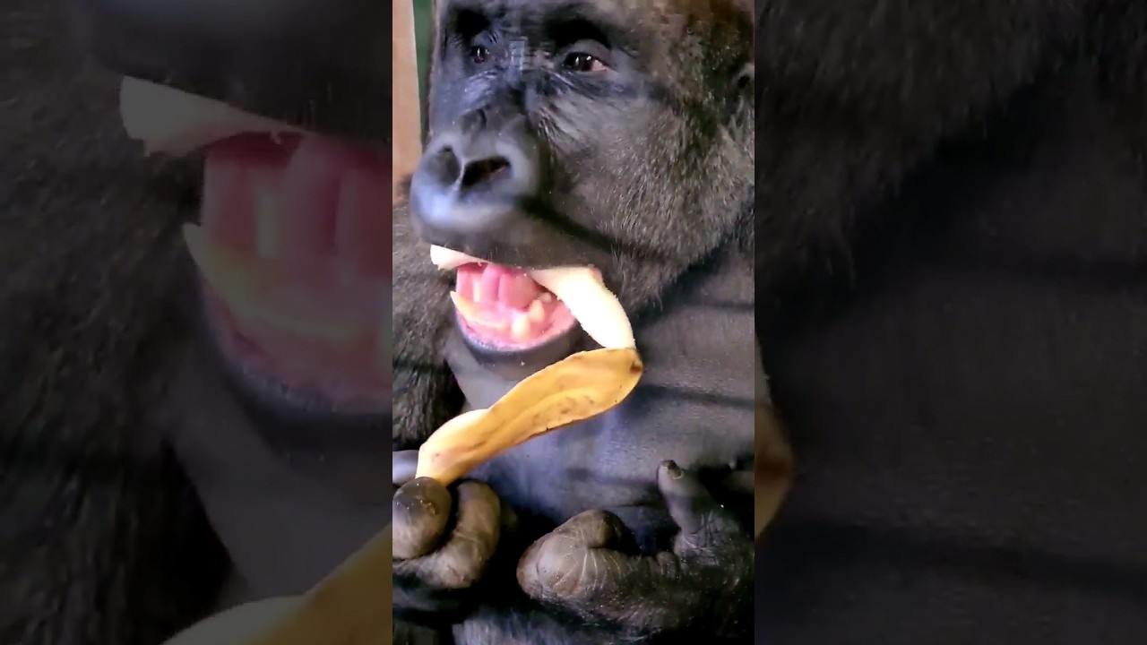 That's one way to eat a banana! 🍌 #gorilla #asmr #mukbang #gorillaasmr