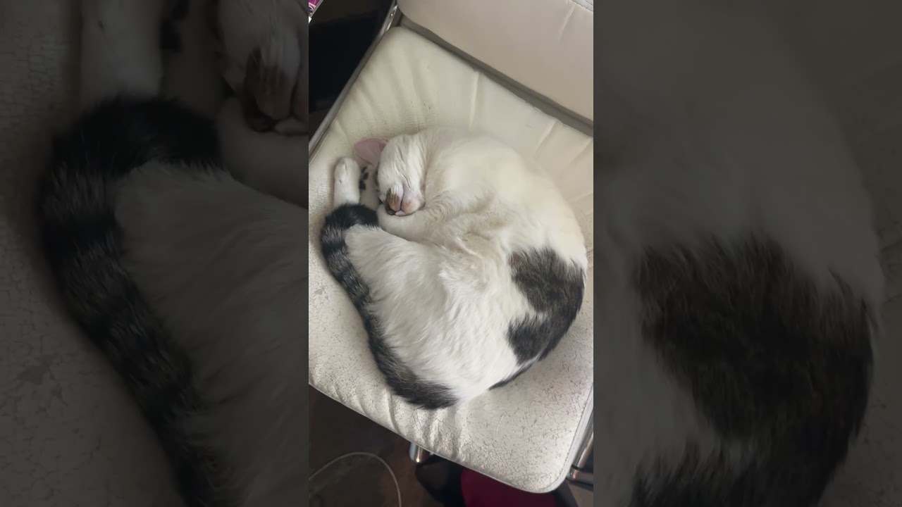 Vince steals my work chair again 