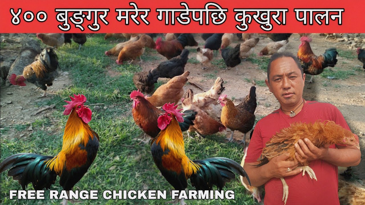 ४०० बुङ्गुर मरेर गाडेपछी कुखुरा पालन - Lokal kukhura palan tarika - Chicken farming in Nepal