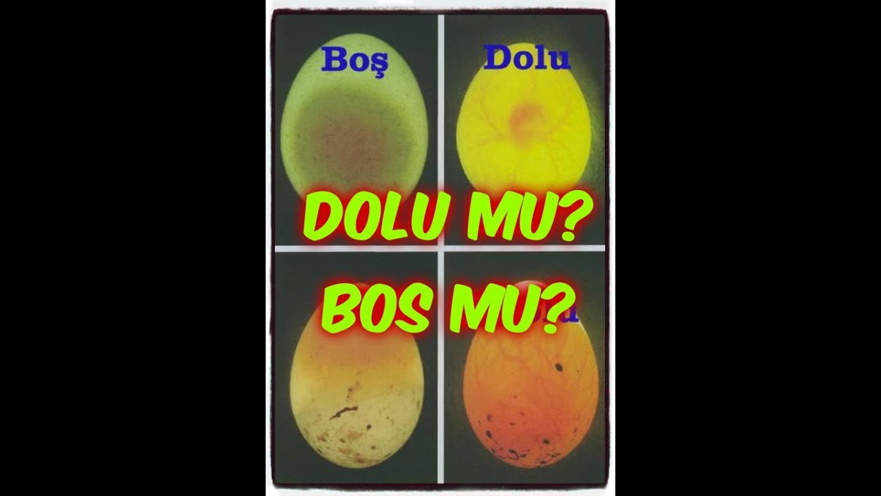 MUHABBET KUŞU YUMURTASI DOLU MU? BOŞ MU? KONTROL EDİYORUZ !