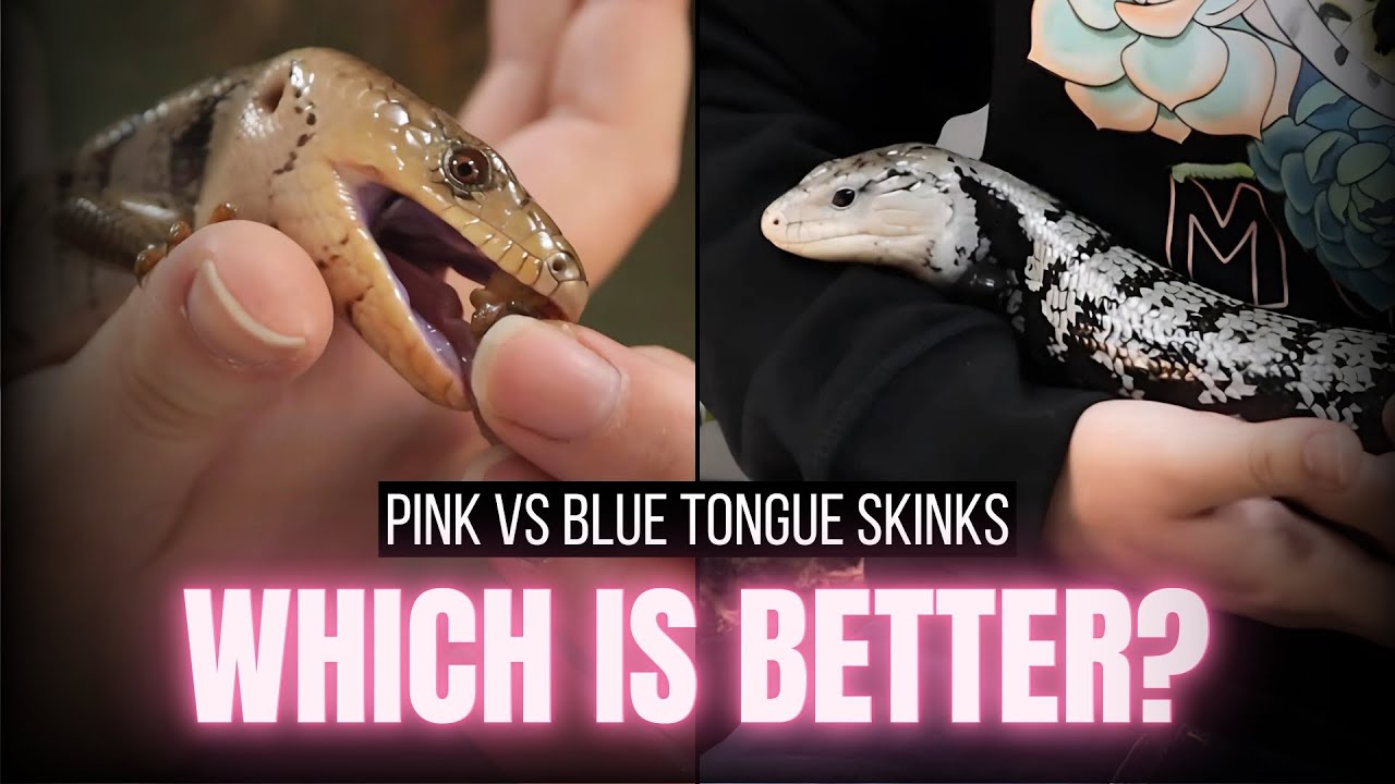 Pink vs Blue Tongue Skinks | Care, Diet, Setup, Handling & More