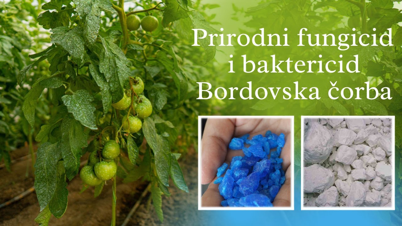 Prirodni fungicid i baktericid | Bordovska čorba