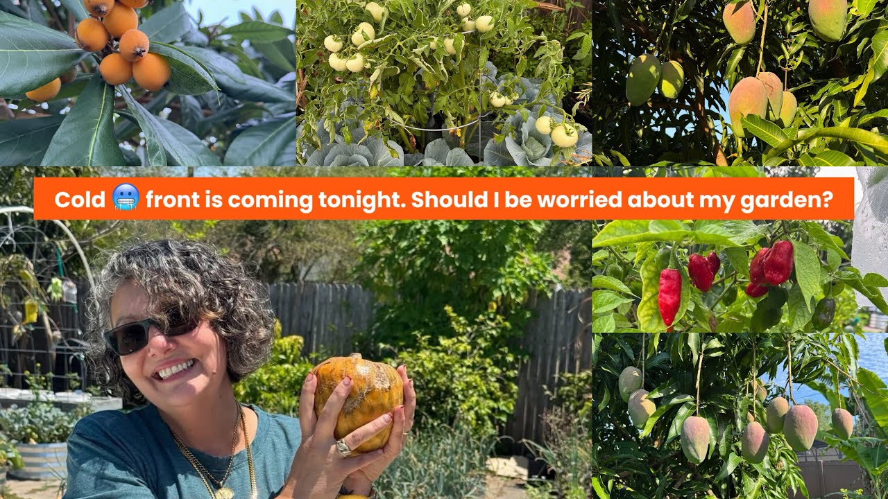 Should you protect your tropical fruit trees? My most controversial video, here we go!