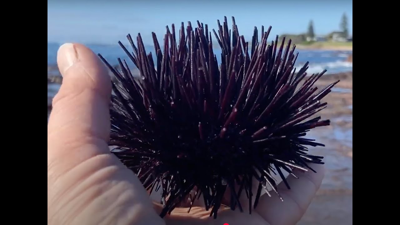 Aussie Adventures with Grandad No 7 - A Walk on the Rockpool