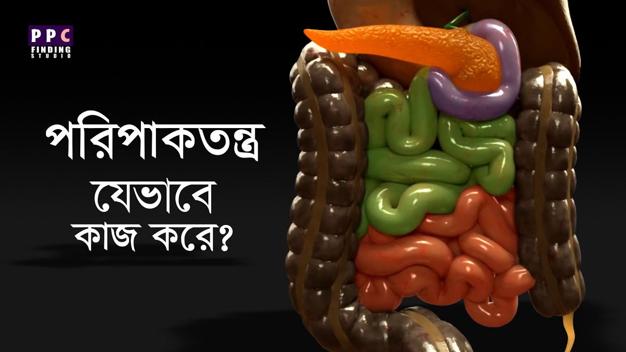 আমাদের পরিপাকতন্ত্র যেভাবে কাজ করে | How our digestive system works