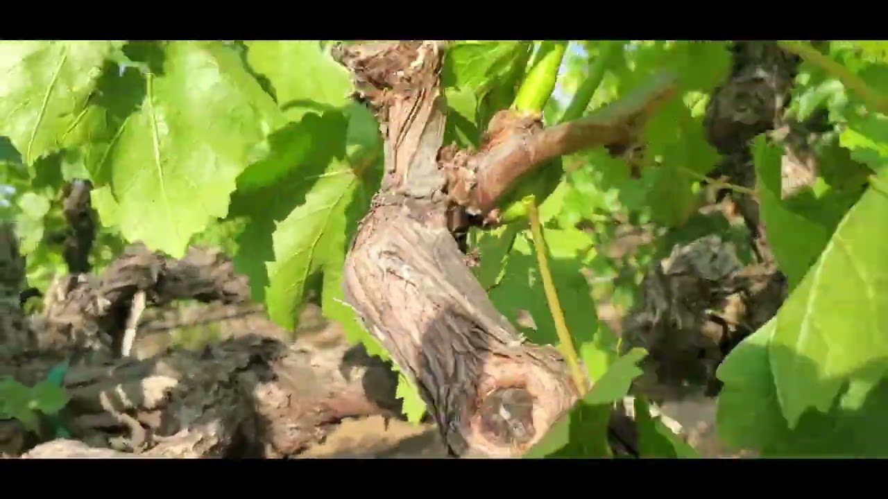 desbrote de uva 4/17/2024