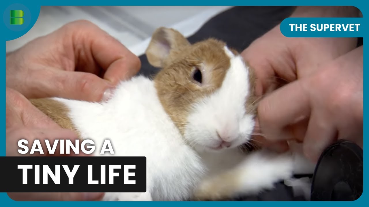 Mending Rufus’s Fragile Rabbit Bones | The Supervet | Documentary