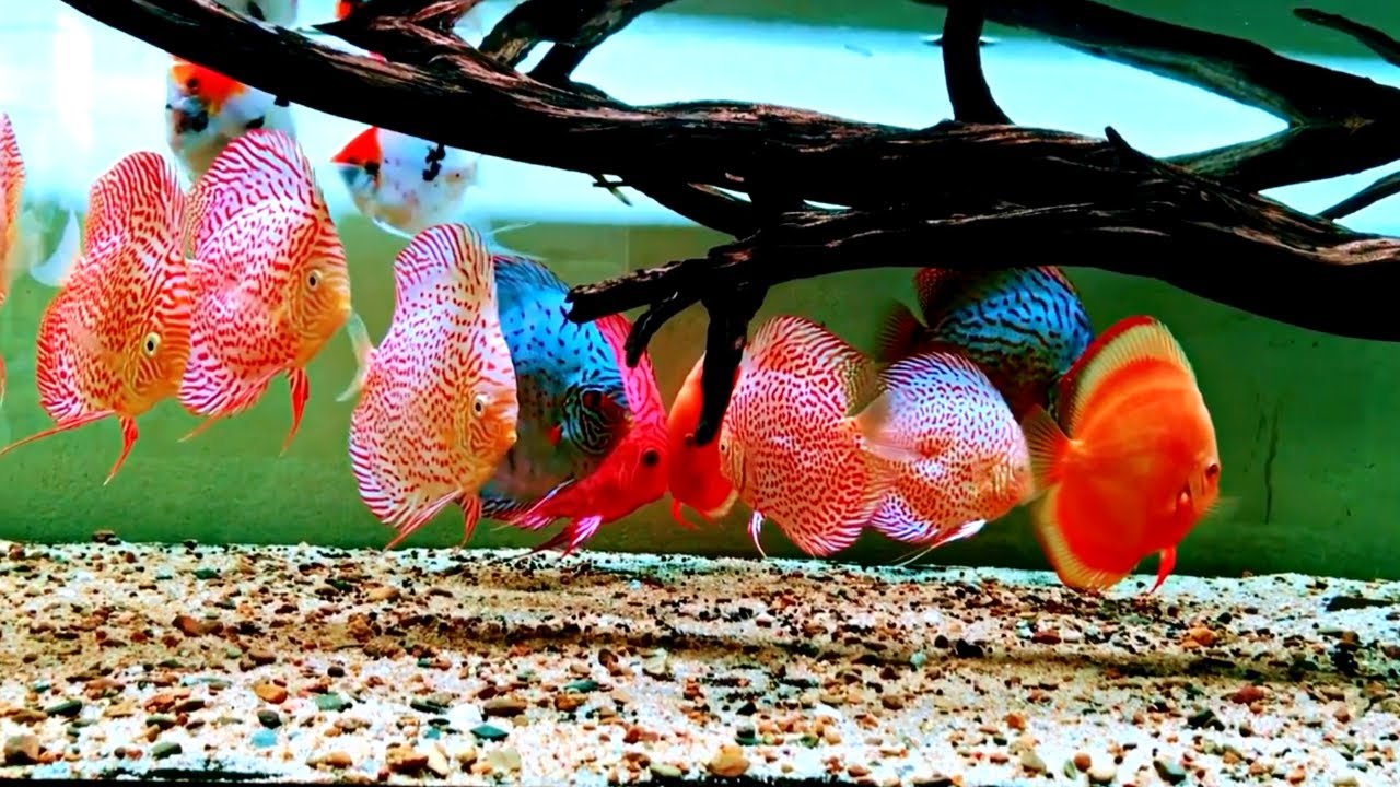Top 3 Best Aquascape for Discus Fish | Beautiful Discus Species