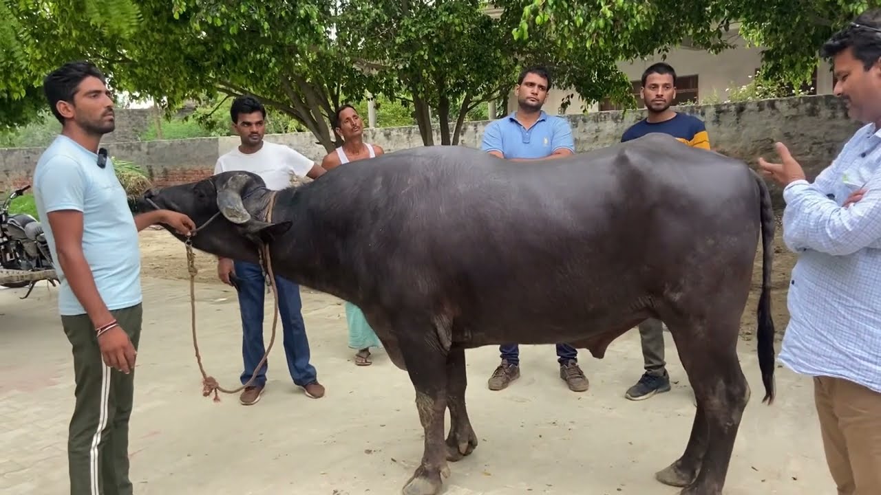 Lameness in buffalo bull l Treatment of lameness l dr umar khan