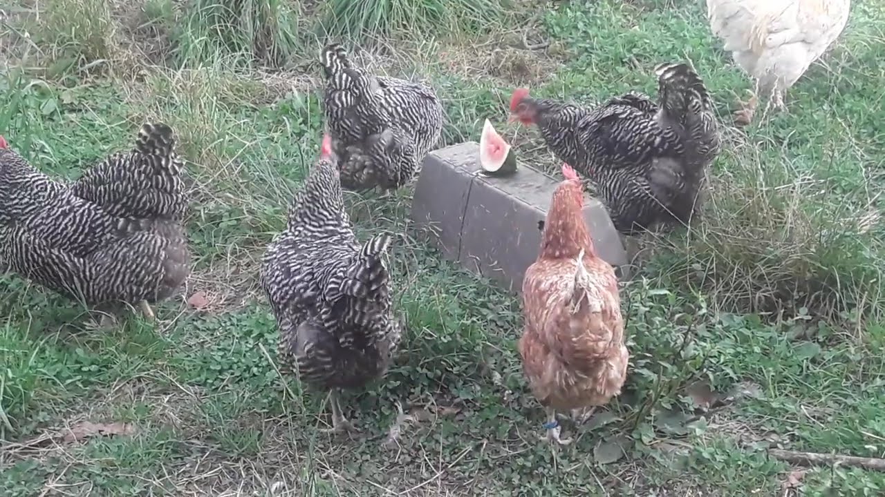 My chooks love Watermelon.  
