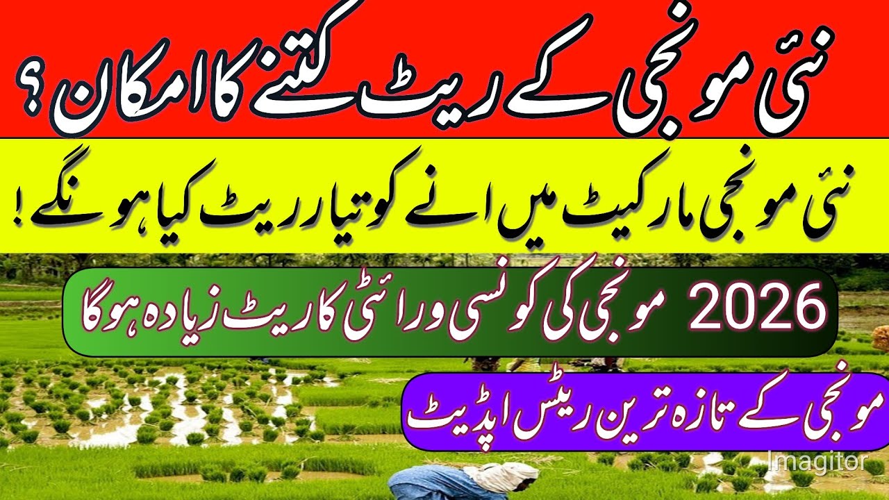 New munji rates updates in pakistan 2026//munji price today/rice farming 