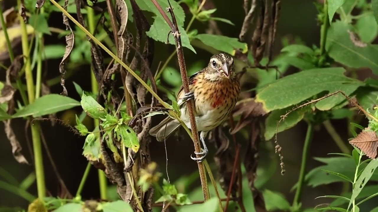 Rose breasted Grosbeak- 24 September 2025