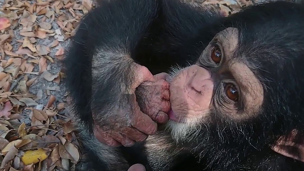 Best Chimpanzees Video Compilation From African Safari