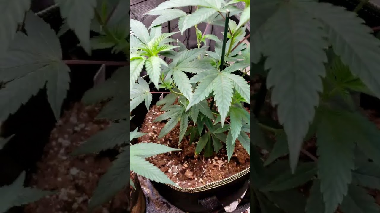 GA Apple Pie strain from JR'S cut clone  boomer learning to grow series
