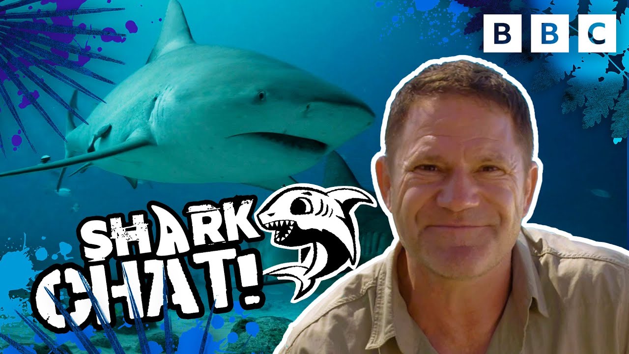 Is Megalodon Still Around? 🦈 Steve Backshall Answers Your Questions about SHARKS | CBBC