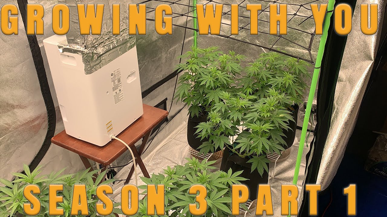 Growing with You S3 | Vegging our mainline trained plants using nugbuckets technique