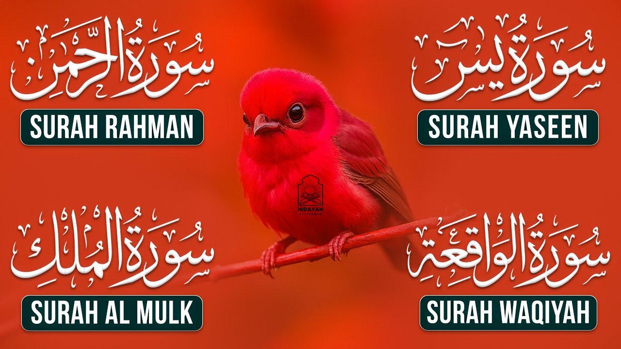 Most Beautiful Surah Yaseen (Yasin) | Surah Rahman | Surah Waqiah | Surah Mulk | Qari Alaa Aqel