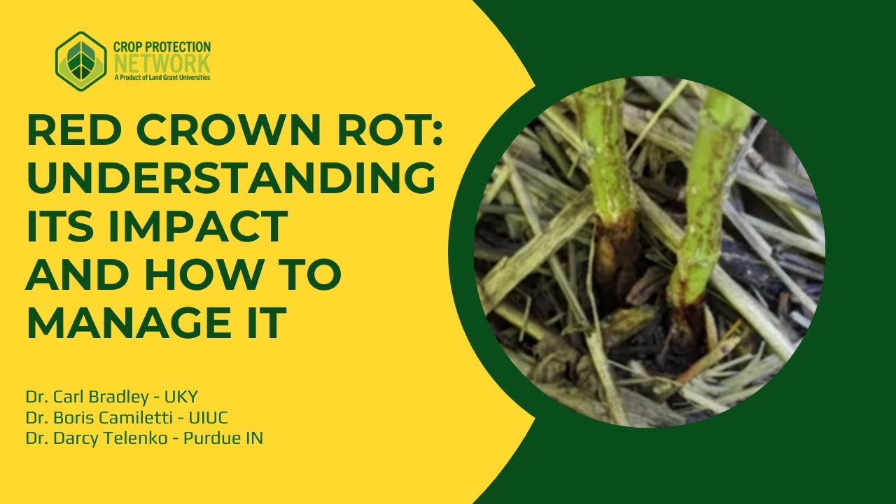 Red Crown Rot: Understanding its Impact and How to Manage it