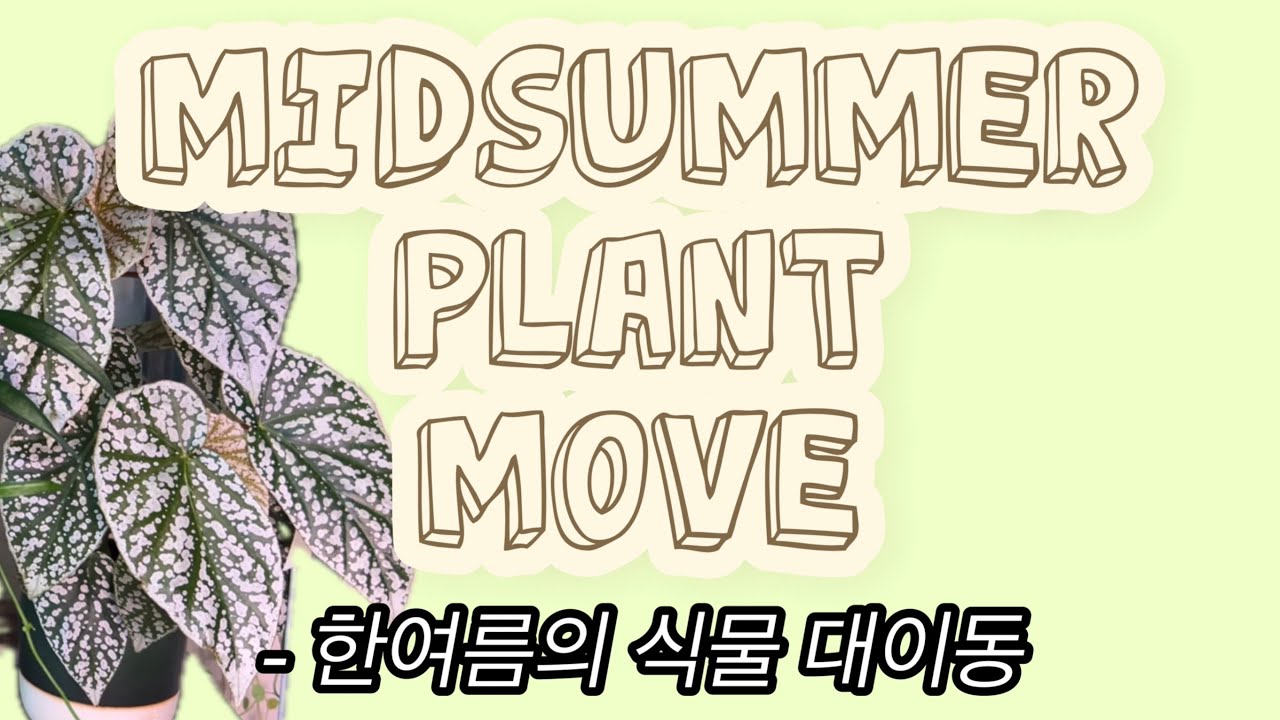 식집사의 한여름 식물 대이동ㅣ식물근황ㅣ여름식물관리ㅣ화분택배깡ㅣ반려생물들