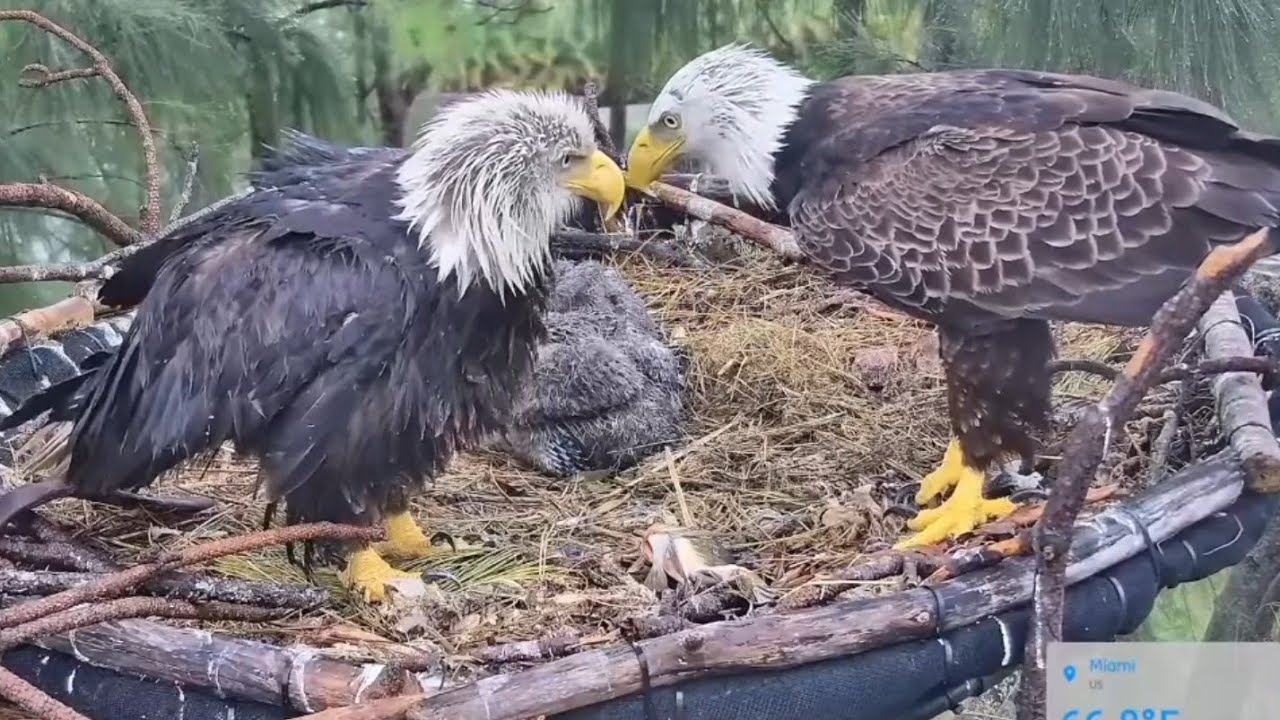 Eagle Dad brings first breakfast for eaglets | Dade County Eagle | Jan 12, 2026
