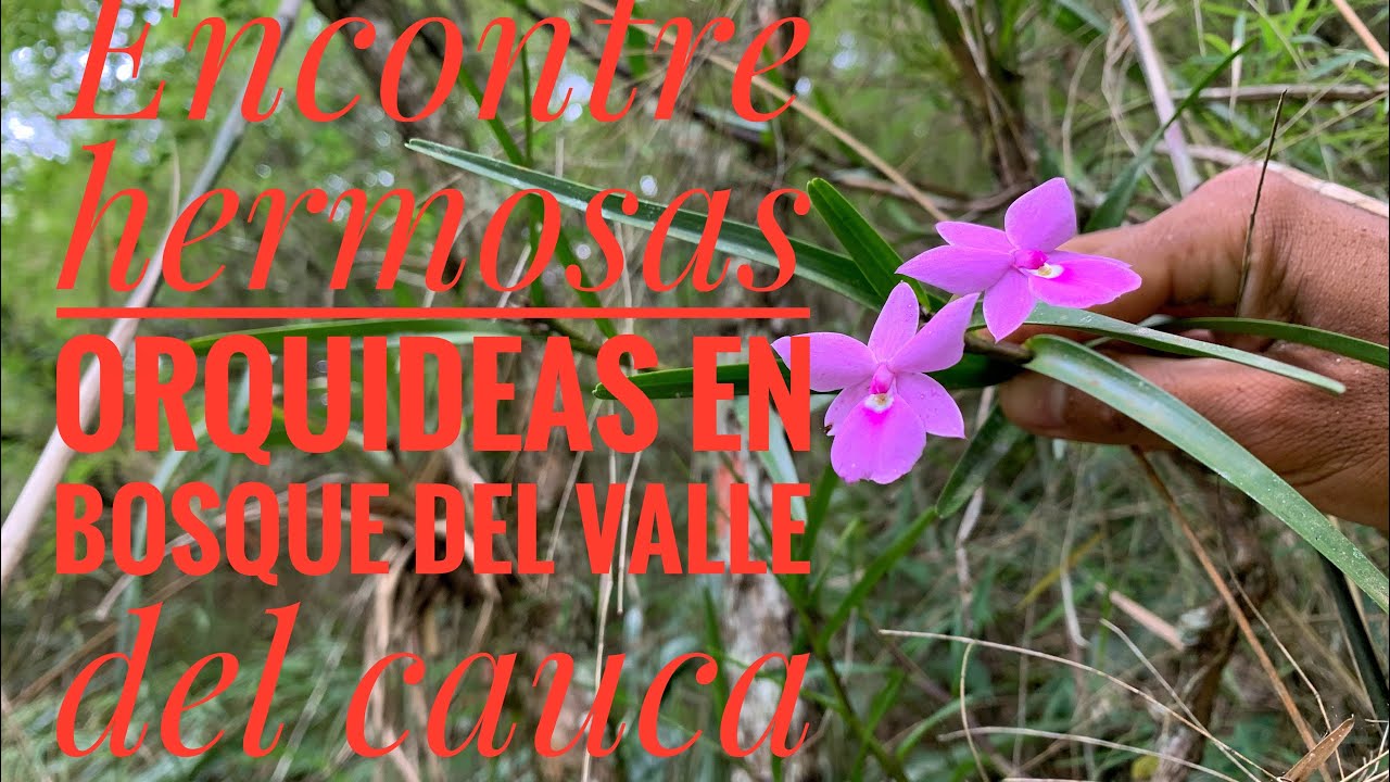 ENCONTRE HERMOSAS ORQUÍDEAS EN UN BOSQUE DEL VALLE DEL CAUCA.
