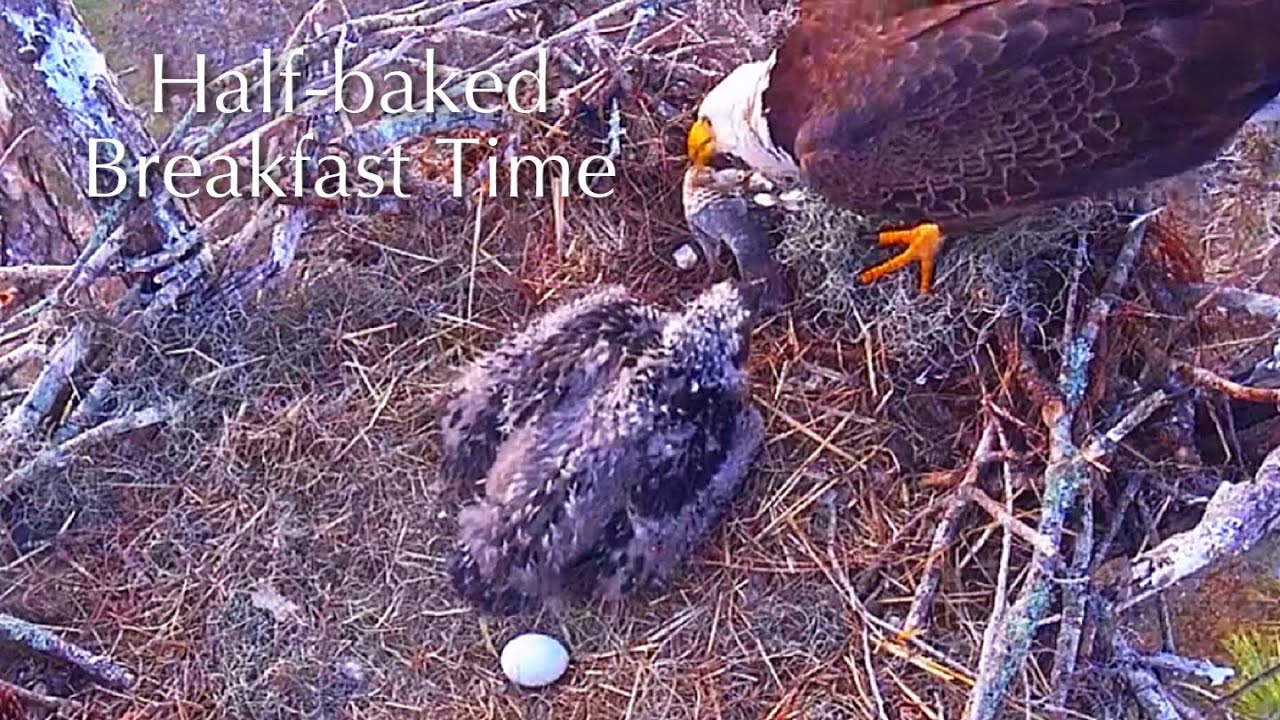 #242🦅E26🐥35°／SWFL Bald Eagle Nest 2025-2026／F23💗M15／Powerd by Southwest Florida Eagle Cam