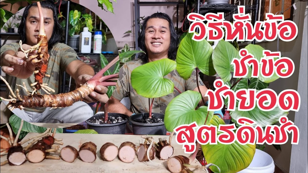 วิธีขยายพันธุ์เสน่ห์จันทร์โกเมน หั่นข้อ ชำข้อตา ชำยอด พร้อมสูตรวัสดุปลูก : หลงไม้ใบ EP.148