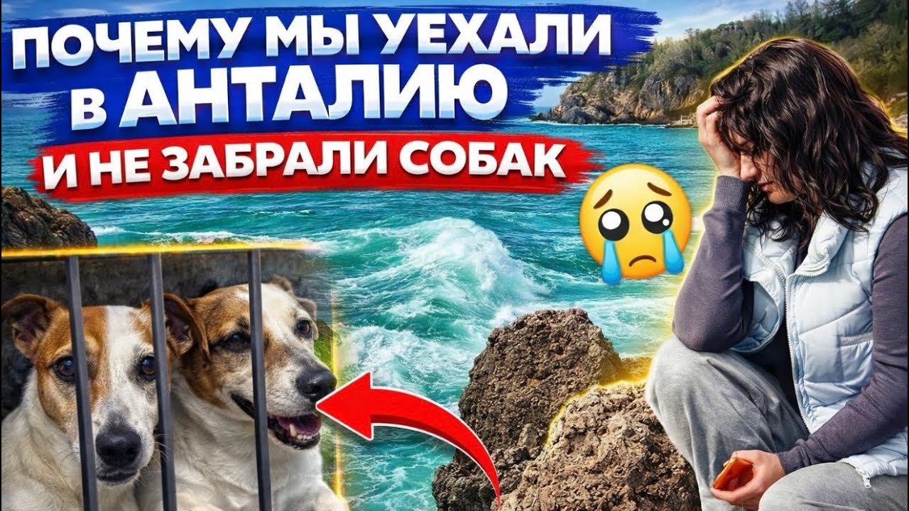 Турция , почему мы не забрали своих собак