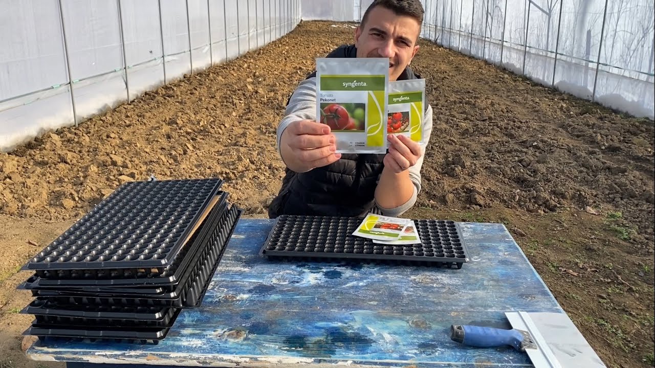 Semănare semințe Tomate 🍅🍅🍅 #syngenta #pekonet #dominet #solarionfrancesti