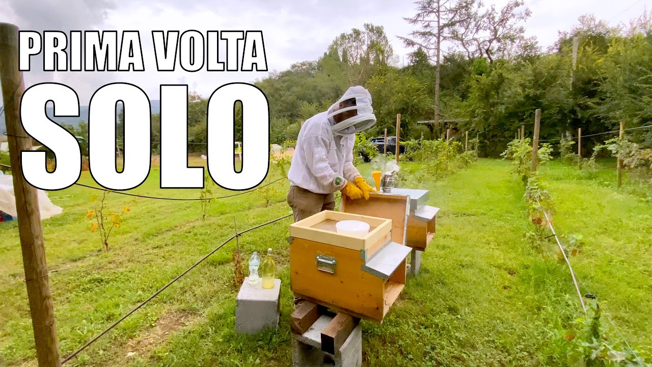 Ho dovuto DARE da MANGIARE alle API 🐝🐝🐝