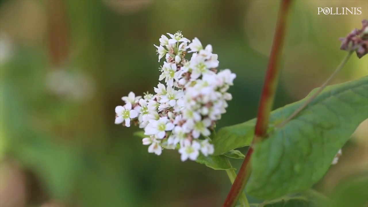 La vallée de l'abeille noire, le pays où les abeilles ne meurent pas