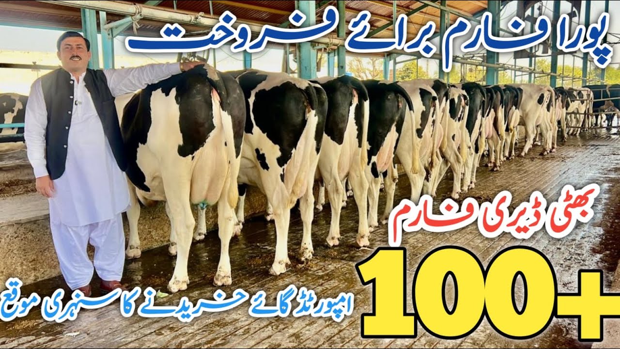 Bhatti Dairy Farm | 100 imported cows | imported HF cows | Best Cows in Sargodha 