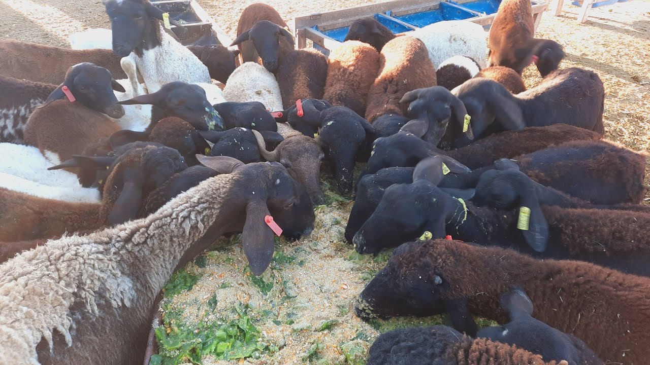 alimentação pra ovinos no confinamento como fazer engordar