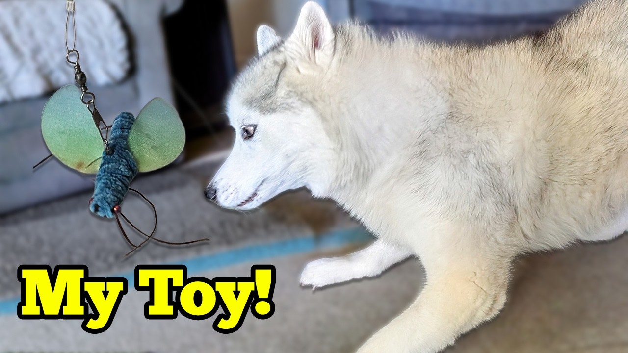 Мы нашли игрушку, от которой без ума наш сибирский хаски!