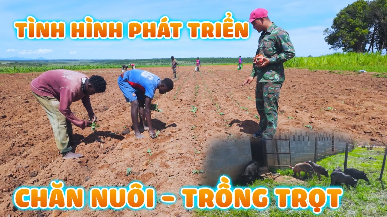 Quanglinhvlogs || T&igrave;nh H&igrave;nh Ph&aacute;t Triển - Chăn Nuổi V&agrave; Trồng Trọt Tại Quang Linh Farm.