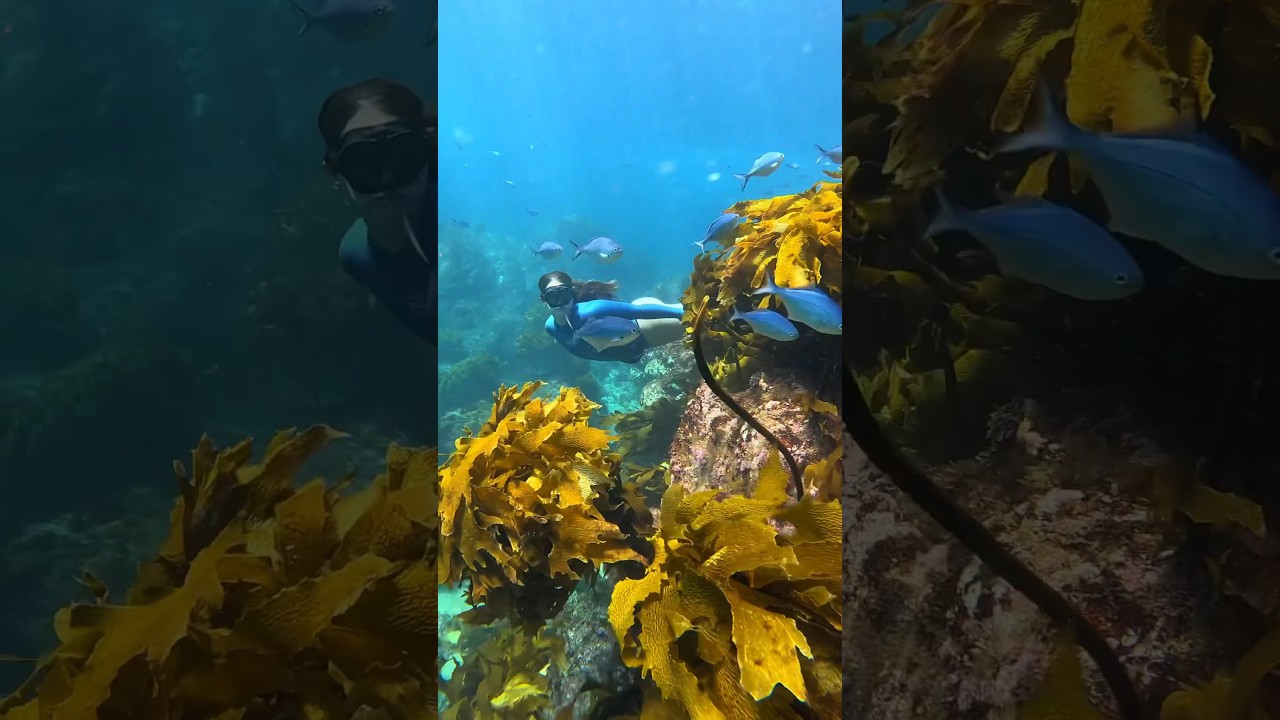 Diving into the incredible waters of #newzealand 💧 #underwaterworld #freediving