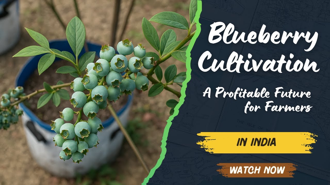 Blueberry Cultivation in India – A Profitable Future for Farmers