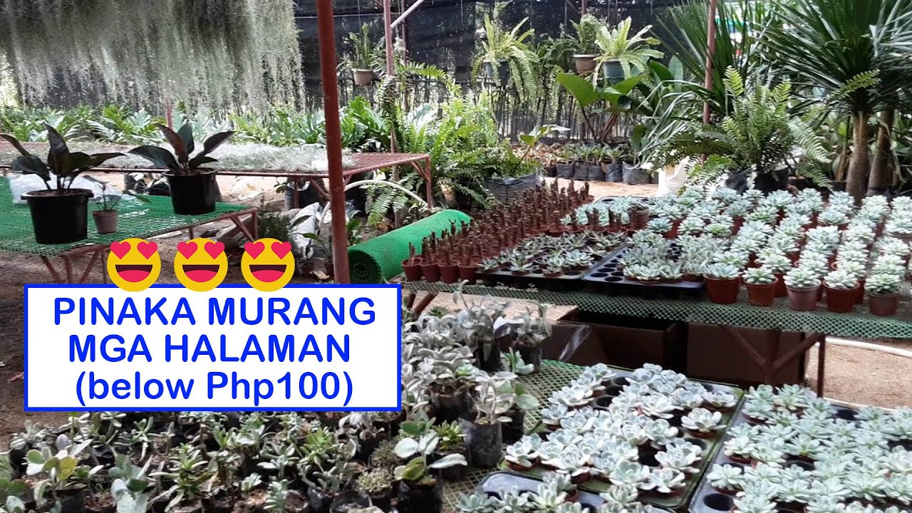 Pinaka murang halaman na nabili namin sa panahon ng pandemic