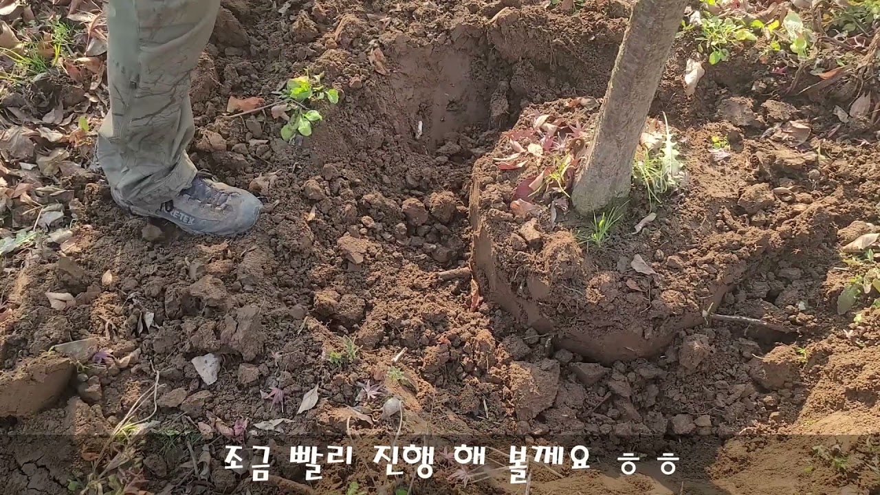 해찬농원 매실나무 분뜨기 작업영상
