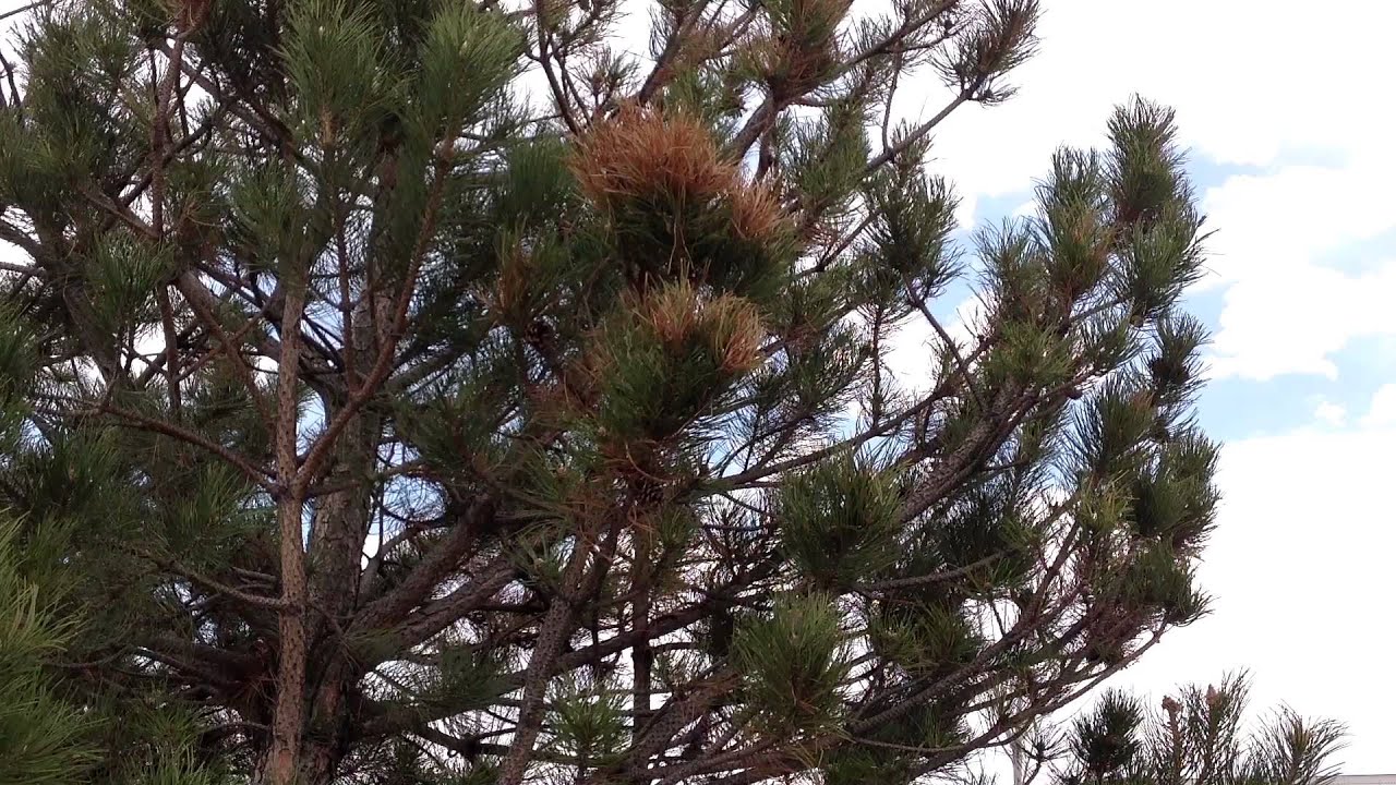 Conifer Damage