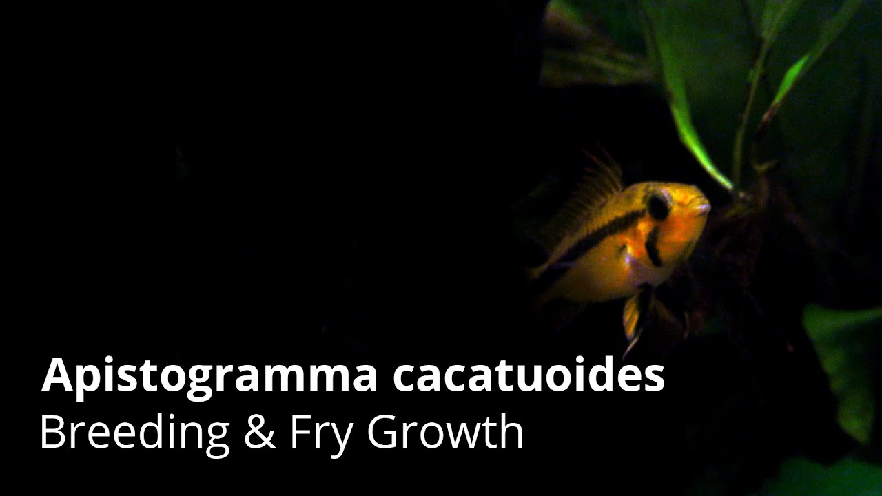 Apistogramma cacatuoides - Fry Growth from Day 1 to Day 57