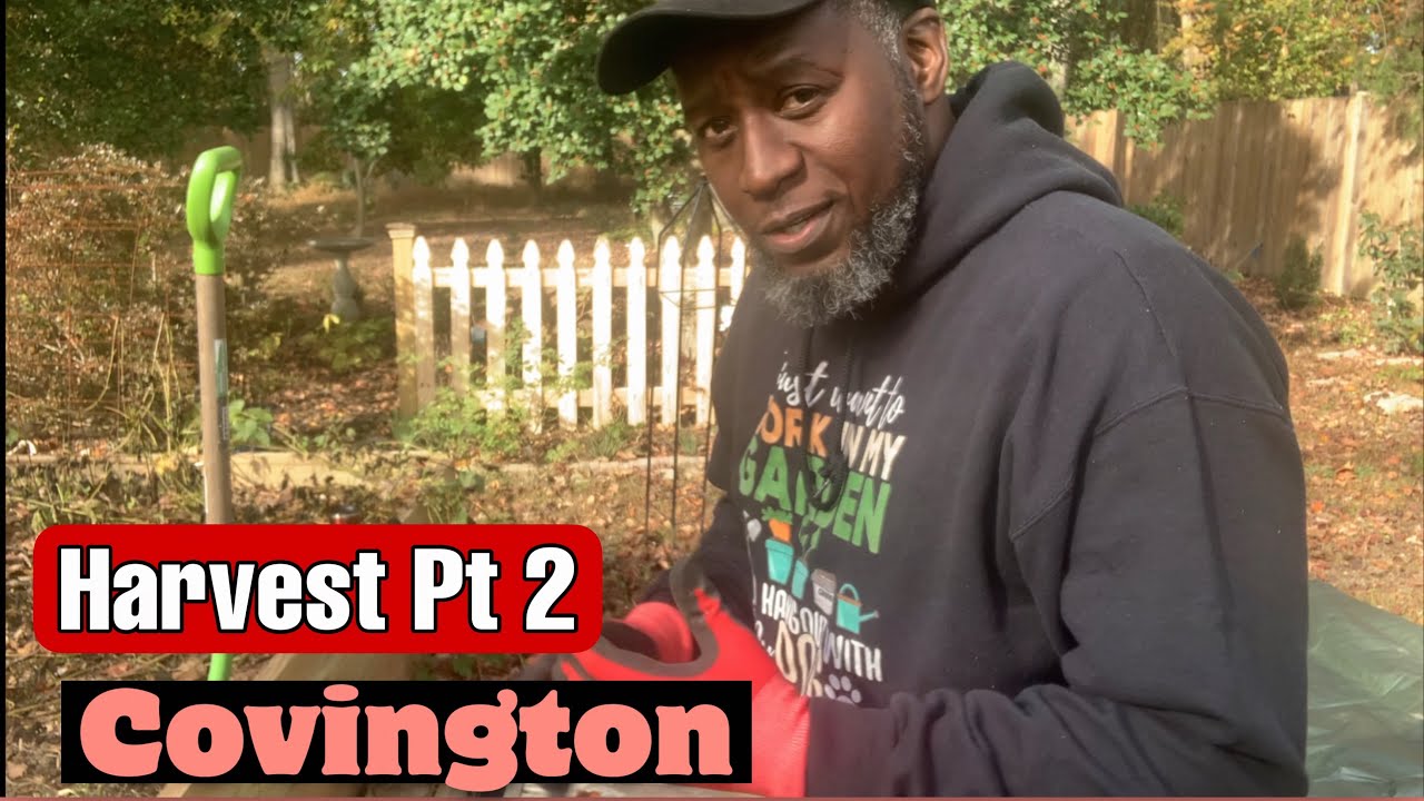 Fall Garden Series- Covington Sweet Potato Harvest Part 2