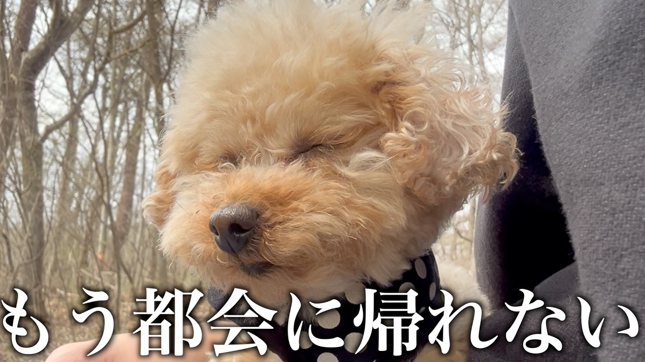 【休日ルーティン】軽井沢で過ごす愛犬との休日が幸せすぎた
