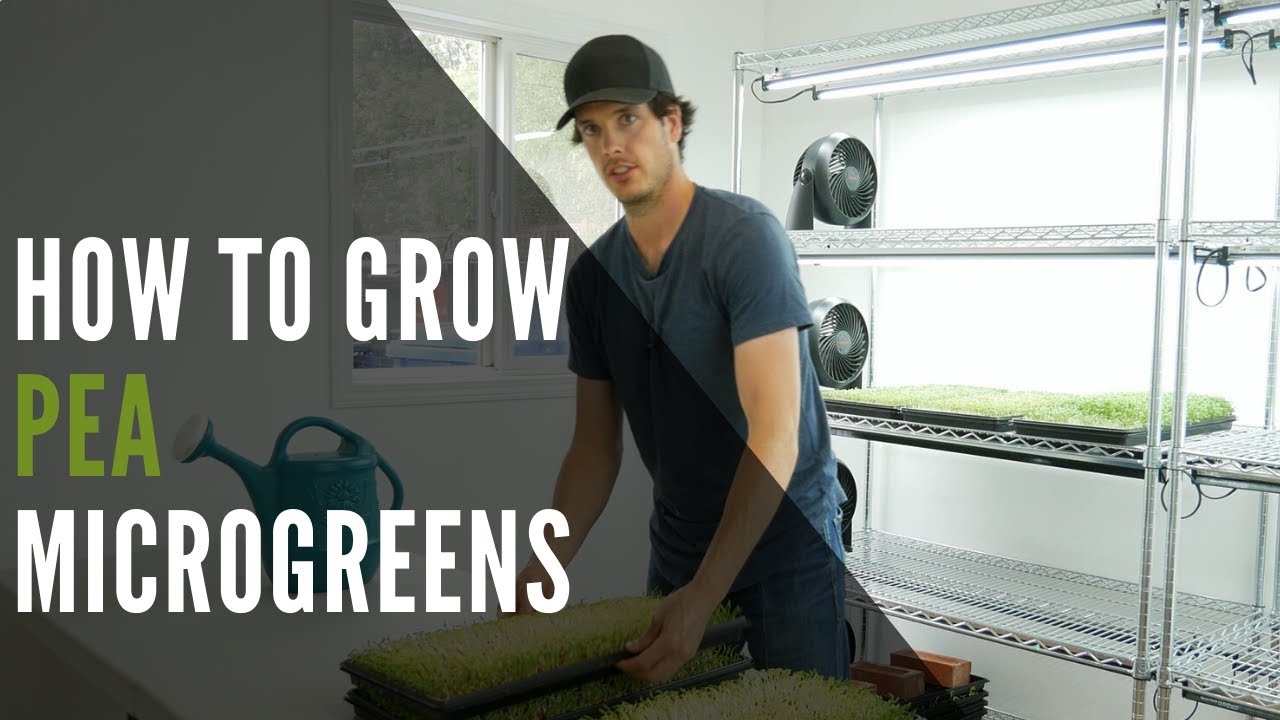 Pea Microgreens How To Grow From Seed To Harvest In 8 Days!