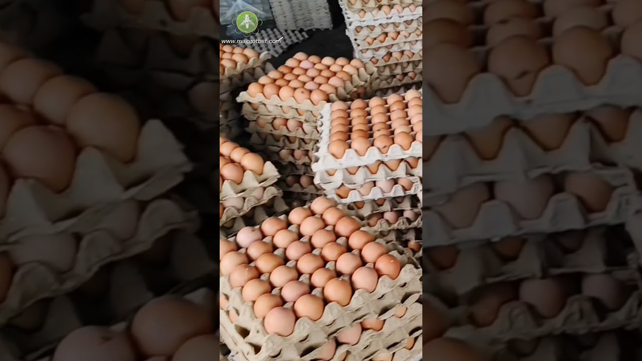 яйца омега #фермерство #чернаясолдатскаямуха #еда